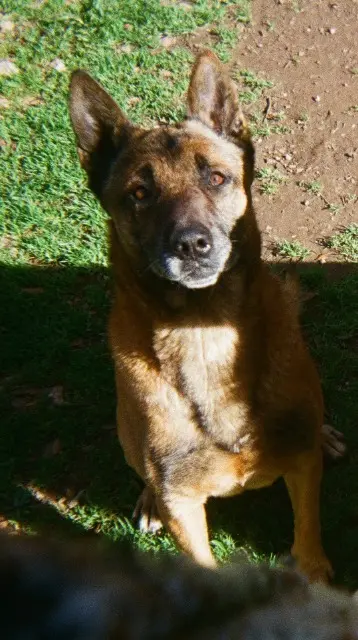 chien lost   83660 Carnoules Hakan ("akane")